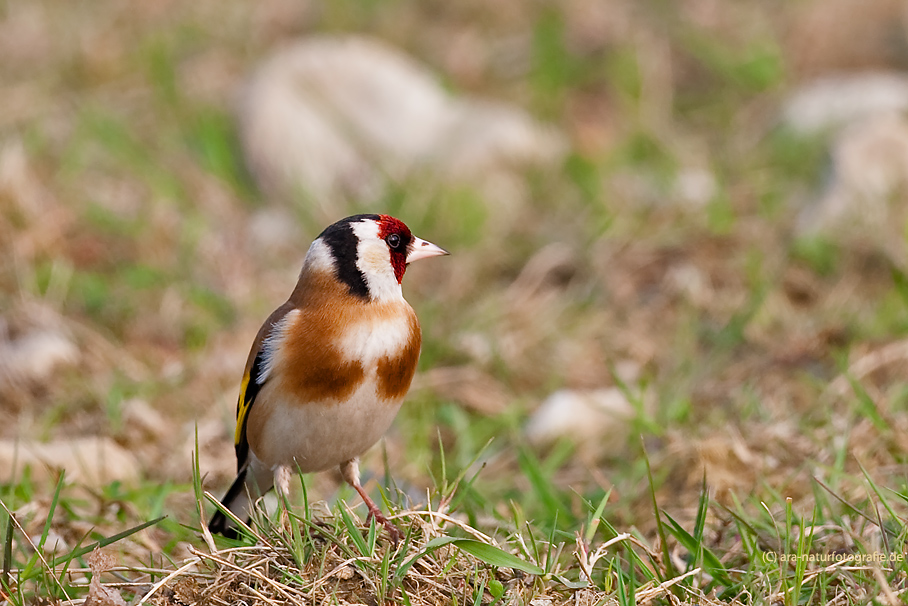 Ein bunter Vogel