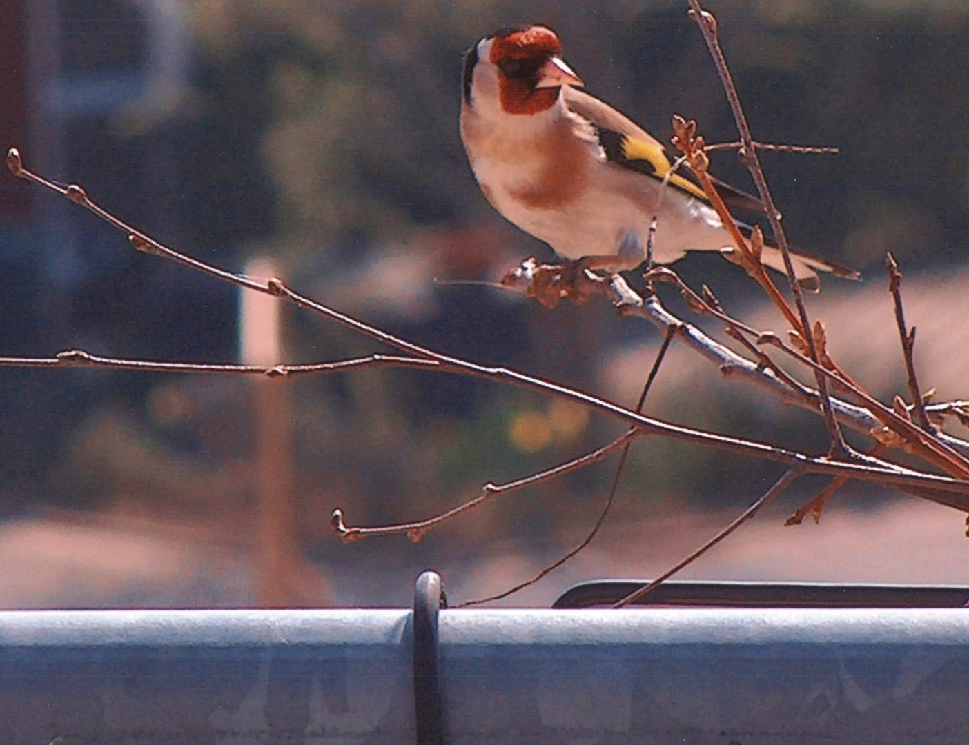 Ein Bunter Vogel