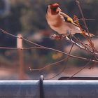 Ein Bunter Vogel