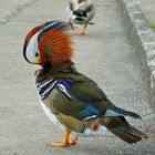 Ein bunter Vogel