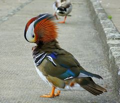 Ein bunter Vogel