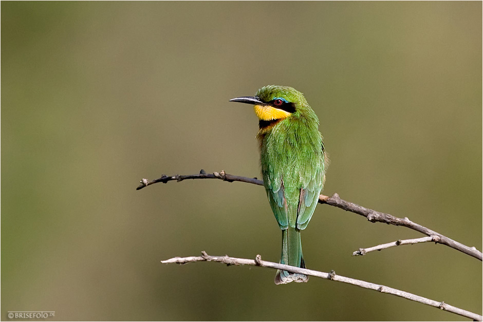 Ein bunter Vogel.....