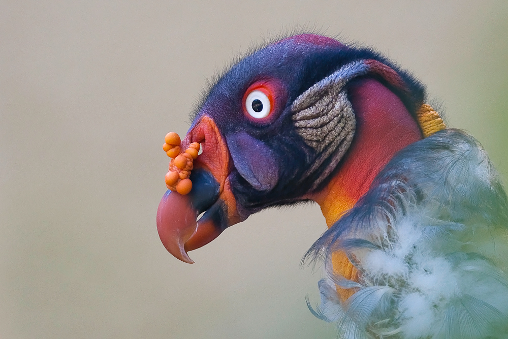 ein bunter vogel