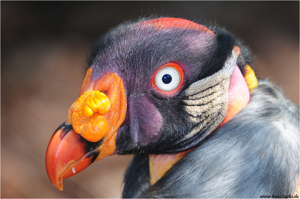 ein bunter Vogel