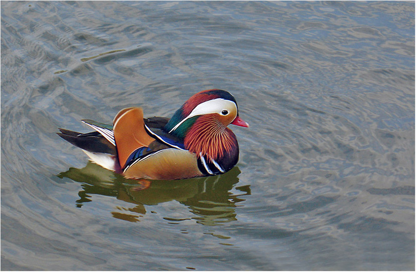 Ein bunter Vogel