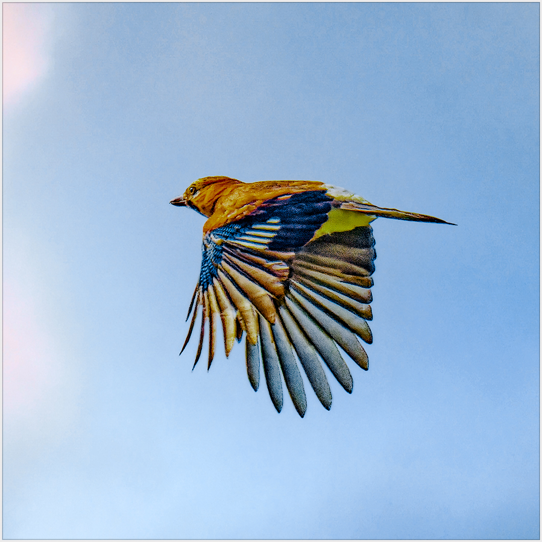 Ein bunter Vogel...