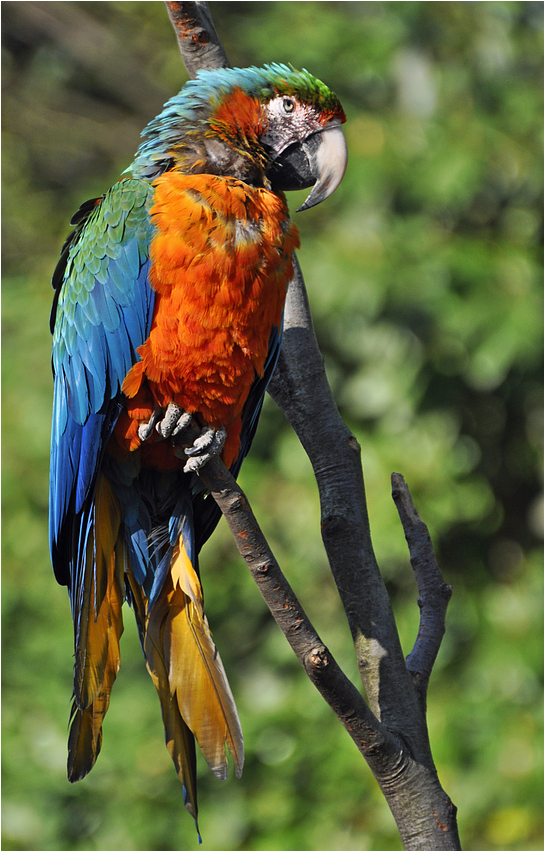 Ein bunter Vogel Foto &amp; Bild tiere, zoo, wildpark