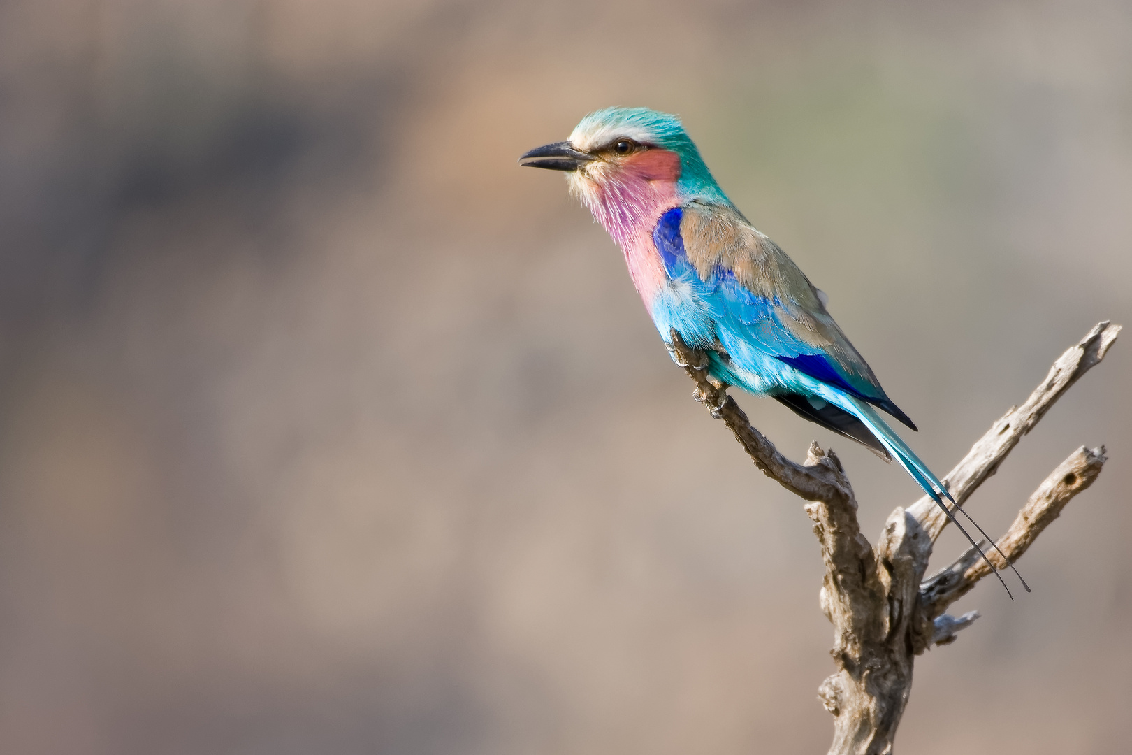 ein bunter Vogel