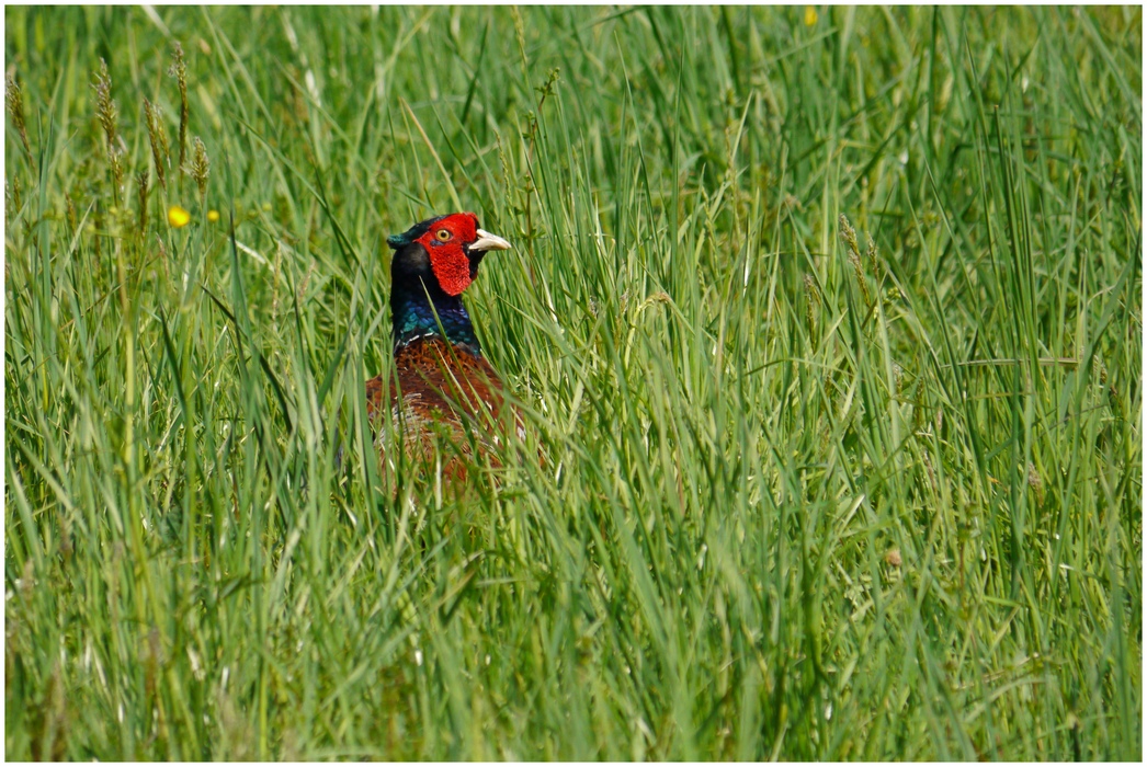 Ein bunter Vogel