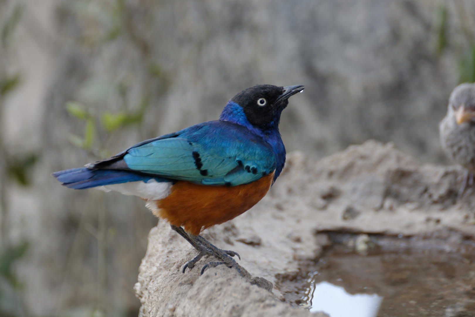 Ein bunter Vogel