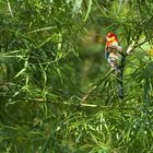 Ein bunter Vogel