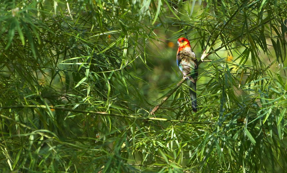 Ein bunter Vogel