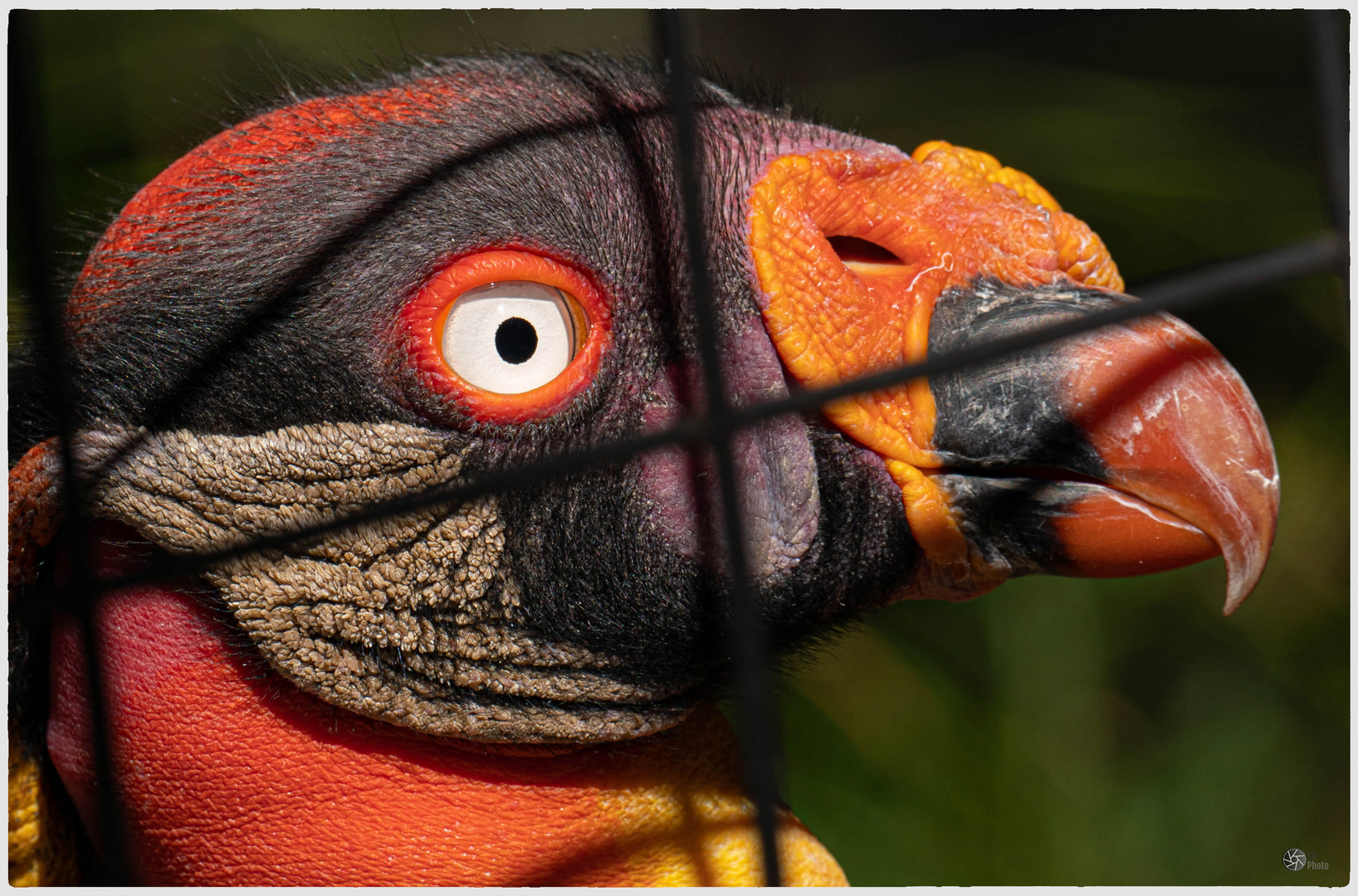 EIn bunter Vogel aus Berlin