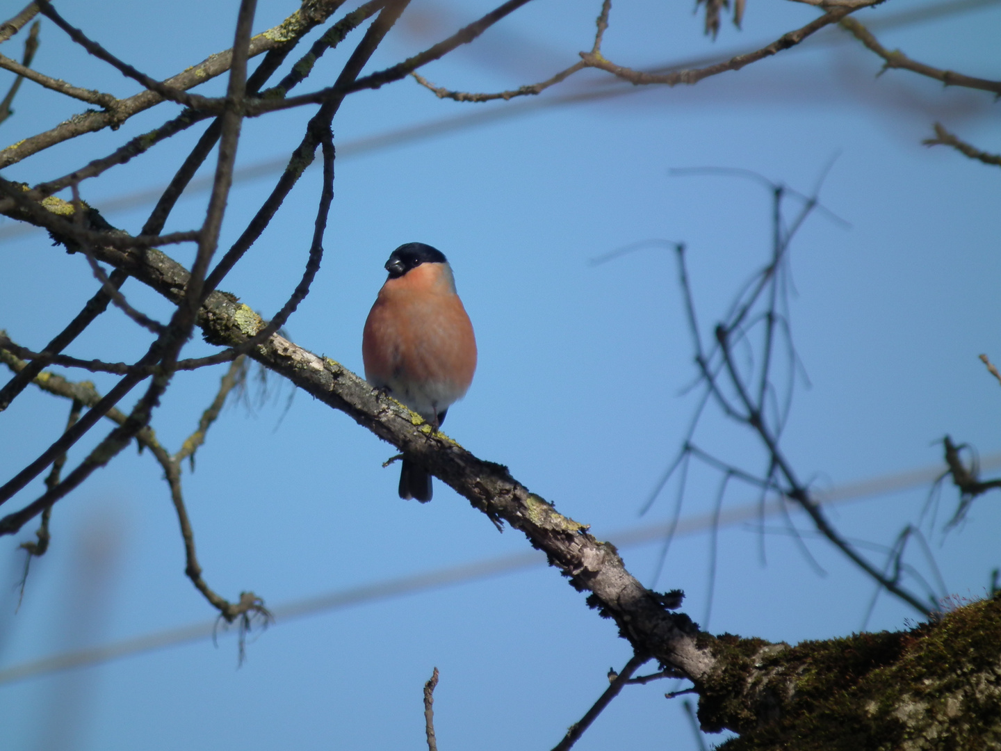 Ein Bunter Vogel