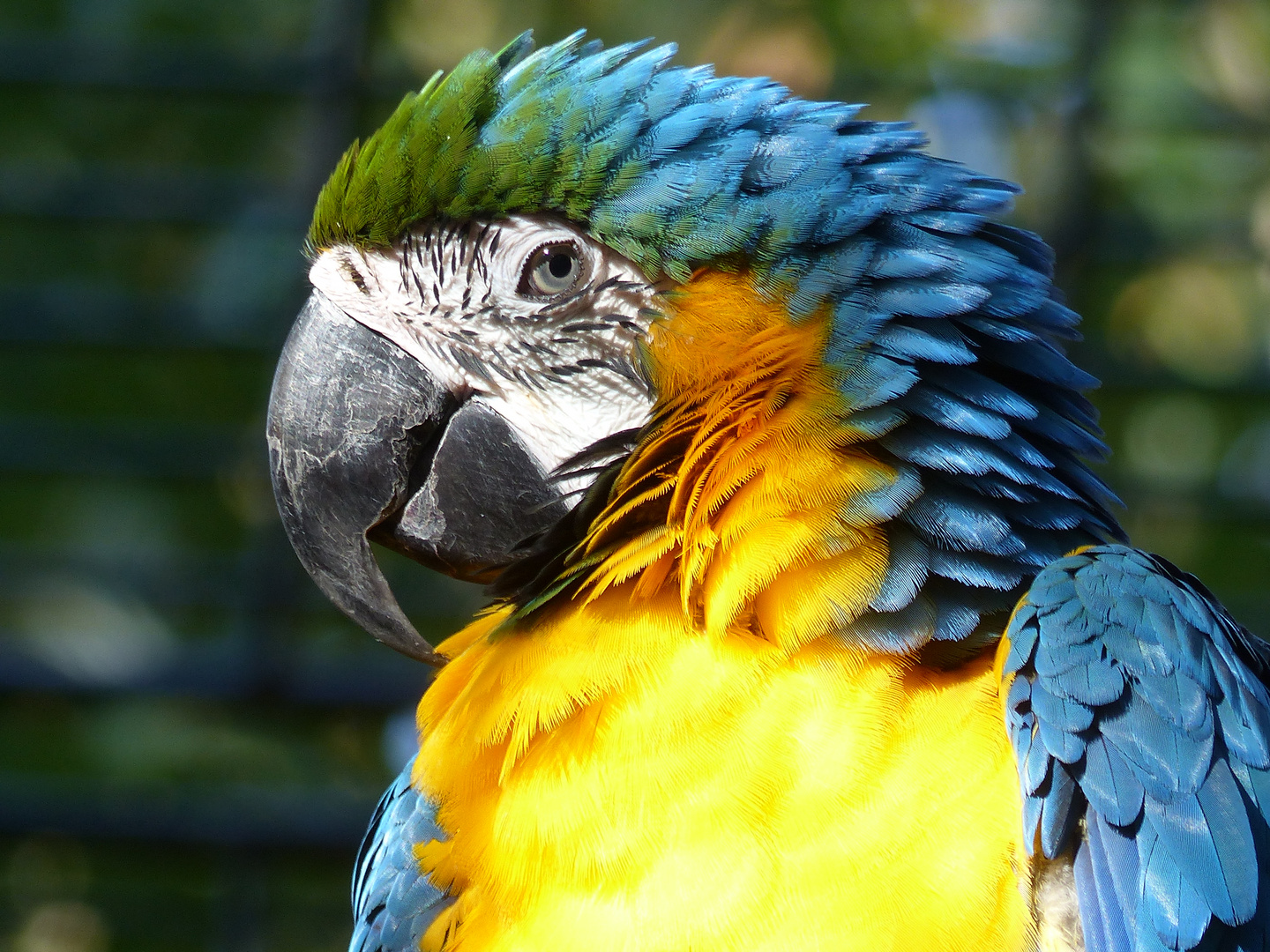 Bunter Vogel Bunter Vogel