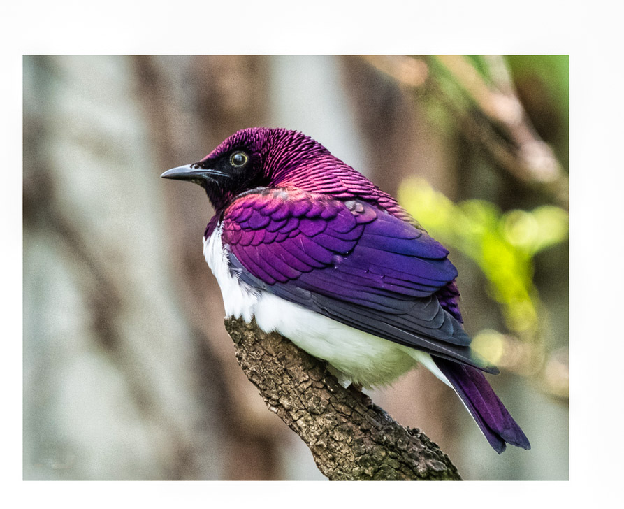 Ein bunter Vogel