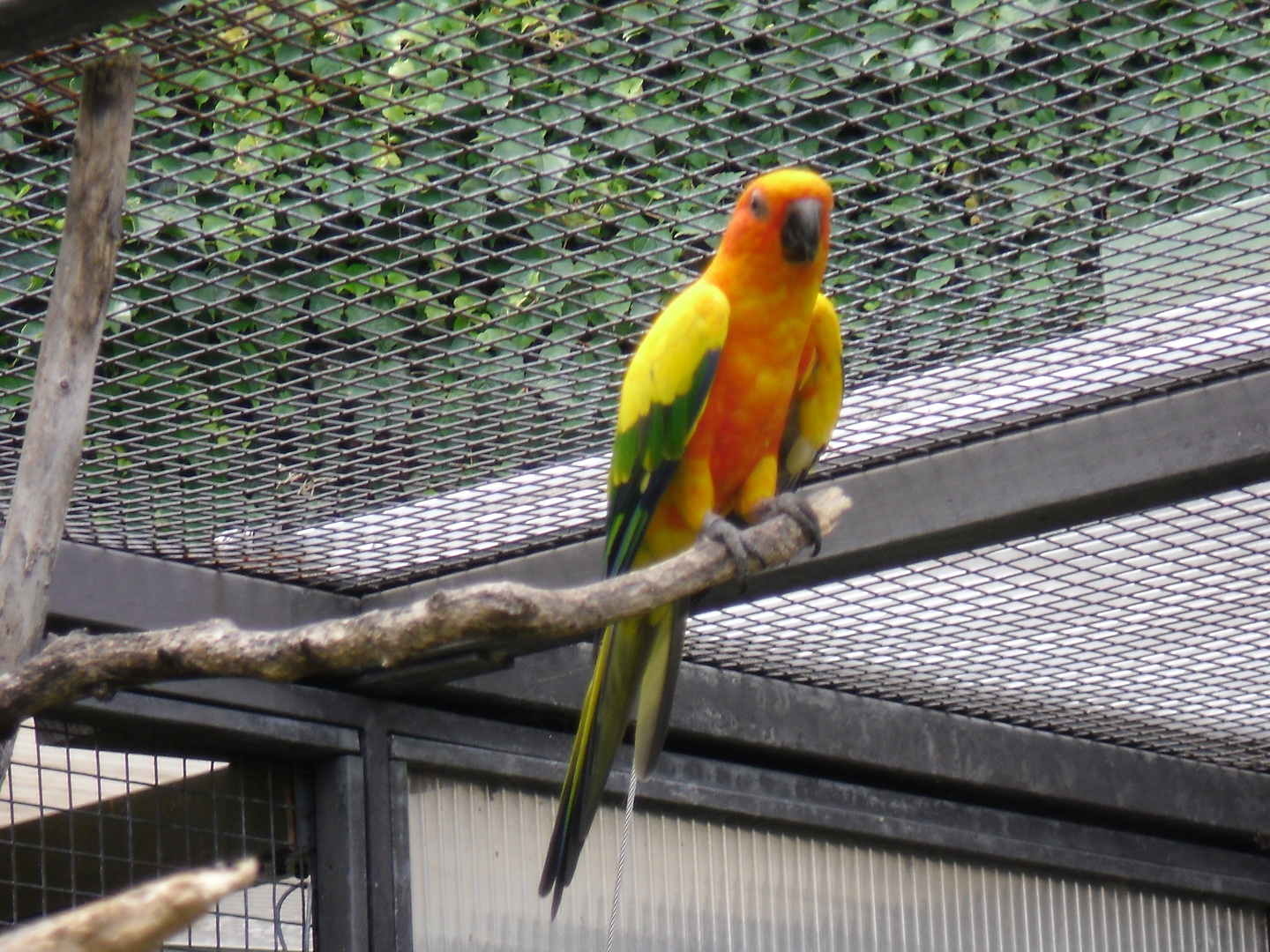 Ein "bunter Vogel"