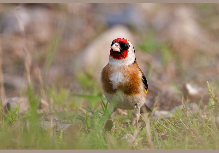 Ein bunter Vogel II