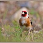 Ein bunter Vogel II