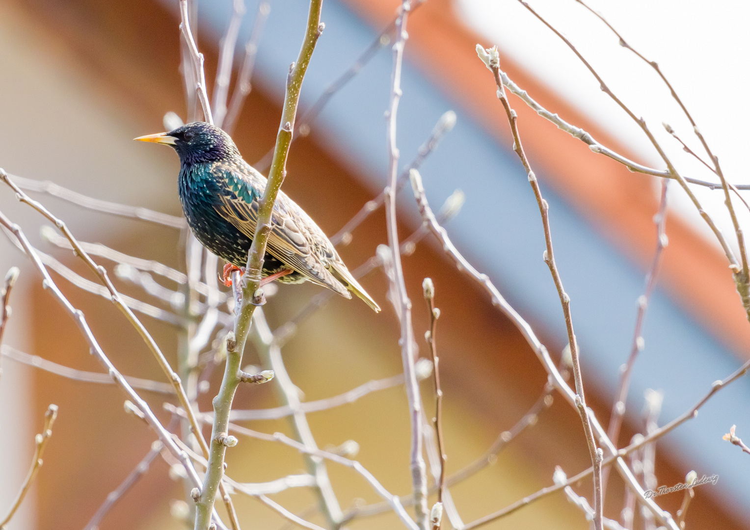 Ein bunter Vogel in meinem Garten :-)