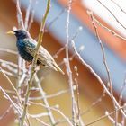 Ein bunter Vogel in meinem Garten :-)