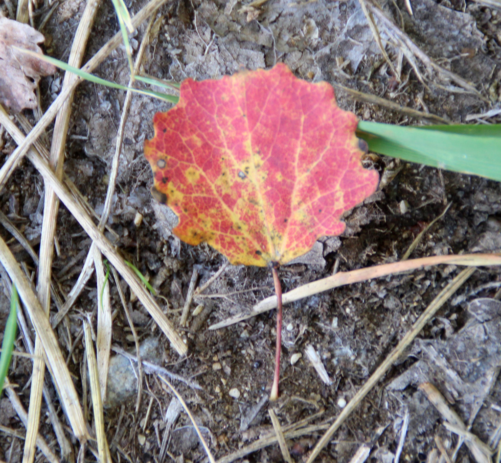 ein buntes Blatt