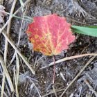 ein buntes Blatt