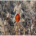 ein buntes Blatt