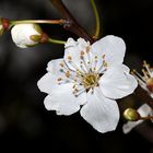 EIN BUNTES POTPOURRI DER NATUR