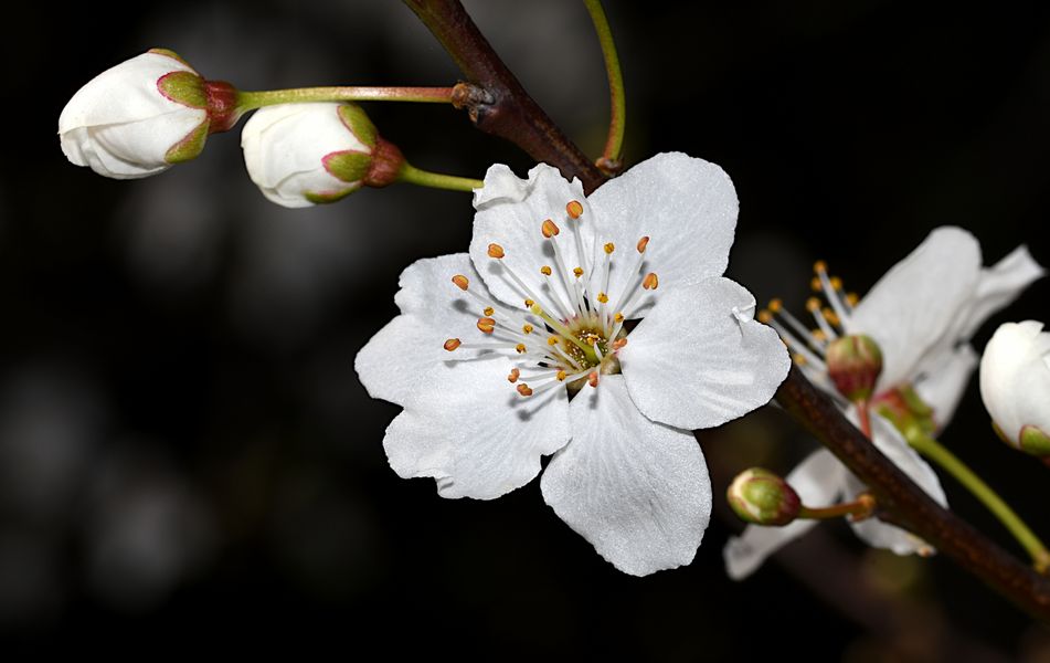 EIN BUNTES POTPOURRI DER NATUR