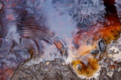 Ein buntes Rinnsal im Moor