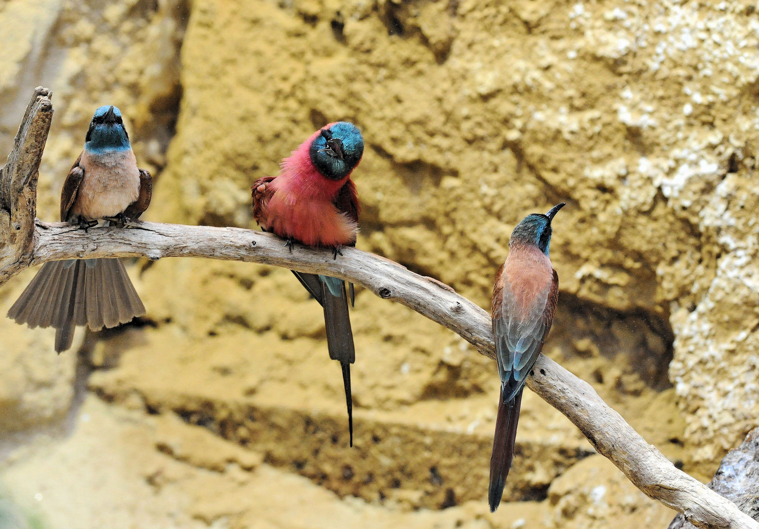 Ein buntes Trio.