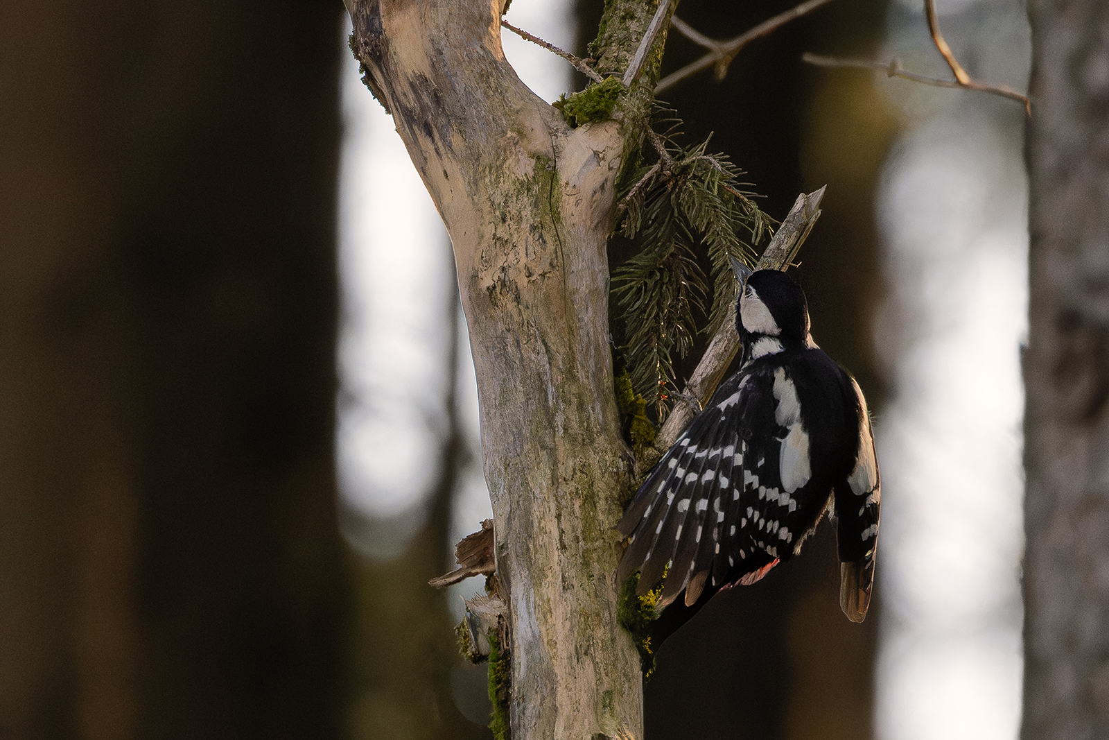 ein Buntspecht im Wald