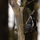 ein Buntspecht im Wald