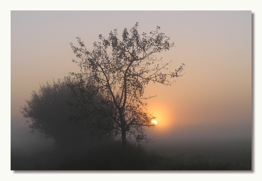 Ein Busch, ein Baum