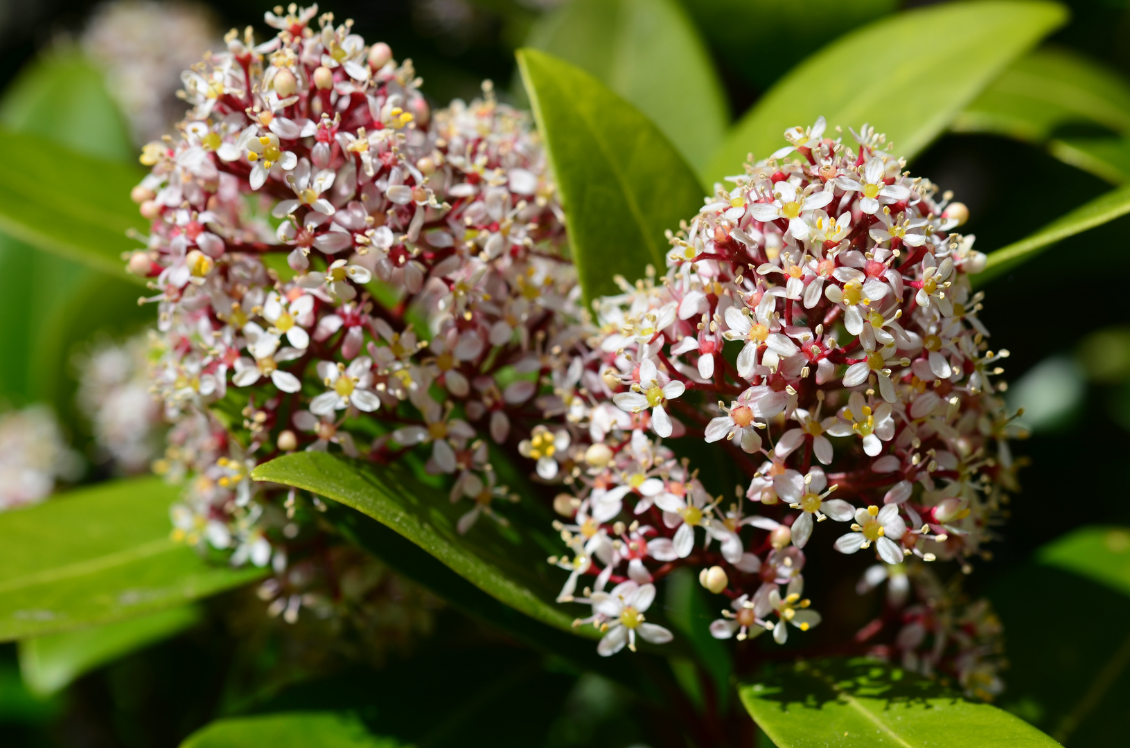 Ein Busch im Garten