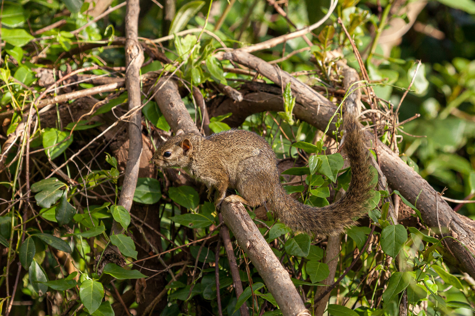 ein Buschhörnchen