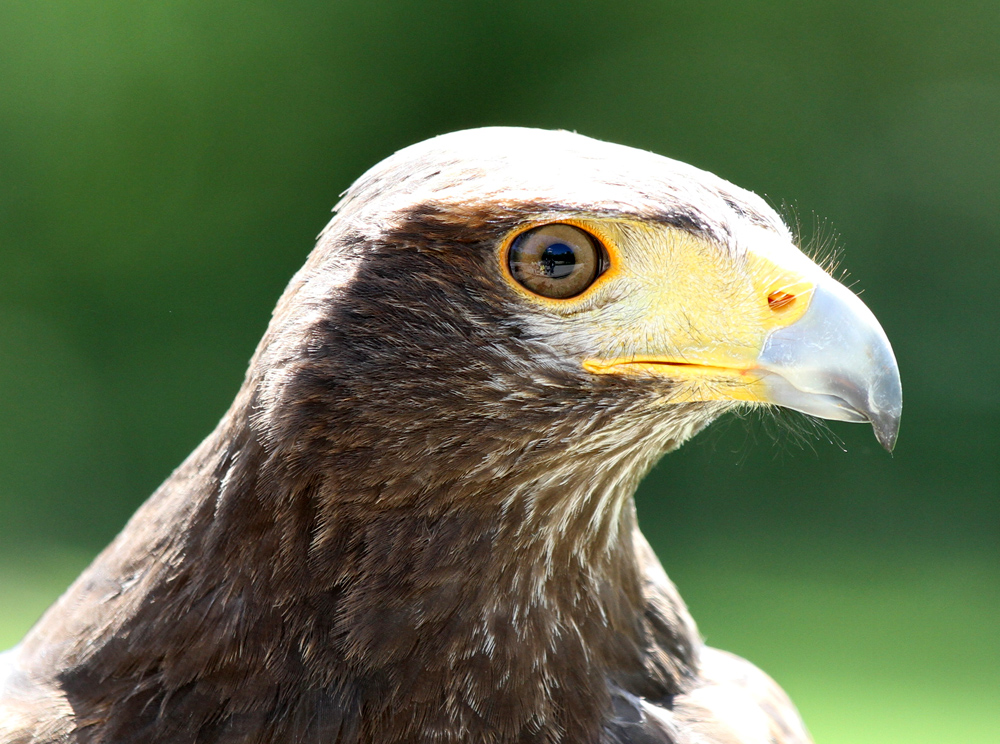 ein Bussard