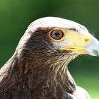 ein Bussard