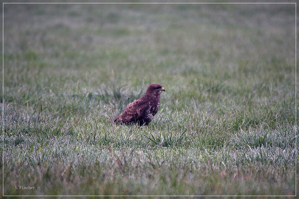 ein Bussard am morgen