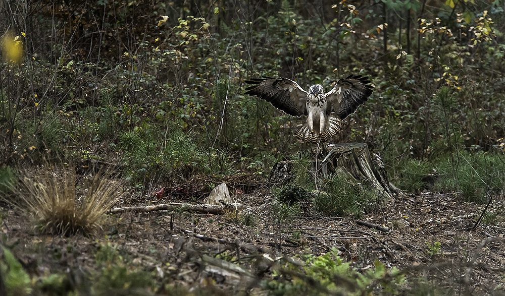 Ein Bussard am Riss