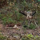 Ein Bussard am Riss