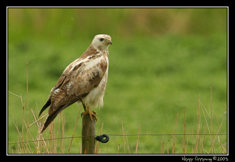 Ein Bussard auf Ansitz!