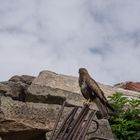 ein Bussard auf den Trümmern Stuttgarts