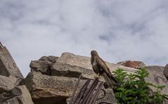 ein Bussard auf den Trümmern Stuttgarts