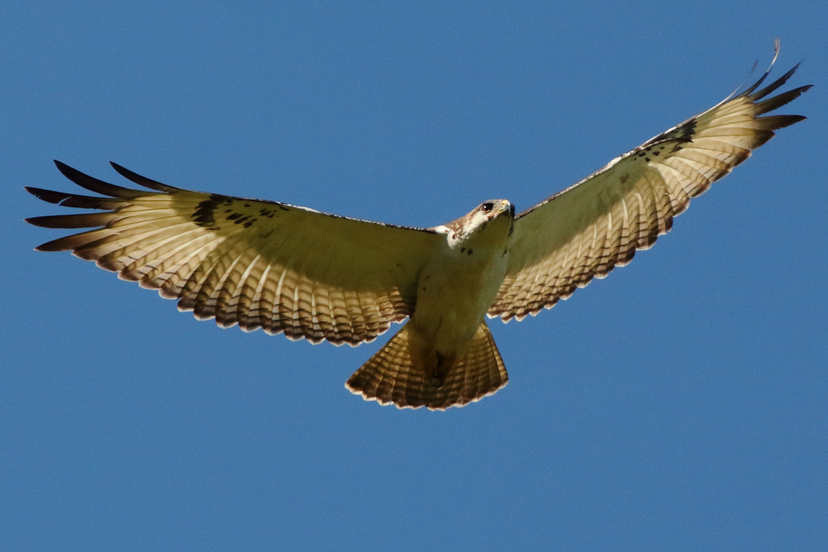 Ein Bussard