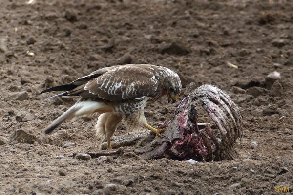 Ein Bussard beim Mittagsmahl