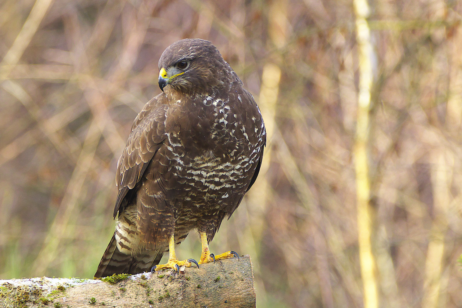 Ein Bussard beim Morgenansitz auf Mäuse