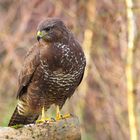 Ein Bussard beim Morgenansitz auf Mäuse