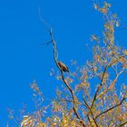 EIn Bussard, der wusste, da0 ich kein Tele dabei habe...